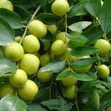 Yellow Korean Melon Seeds - Sweet and Refreshing Melons for Your Garden 100 pcs