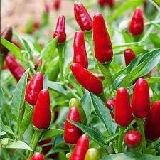 Chili Pepper Seeds for Planting - 100 pcs