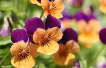Purple Orange Pansy Flower Seeds 100 pcs
