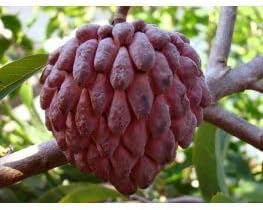 Chirimoya Roja Fruit Seed Set for Sweet, Unique Tropical Fruit 100 pcs