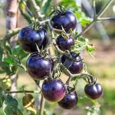 Tomato Seeds for Planting, Dark Violet, 100 pcs