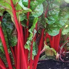 Swiss Chard Vegetable Seeds for Planting - 100 pcs