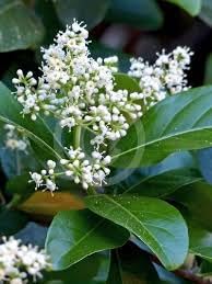 Ligustrum Seeds for Planting – Organic, Heirloom, Non-GMO Flower Seeds