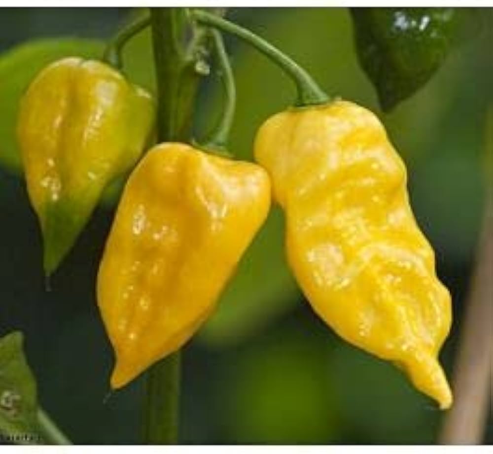 Yellow Devil's Tongue Habanero Hot Pepper Seeds