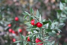 Dark Red Pomegranate Fruit Seeds for Planting – Juicy and Sweet, Juicy, Deep Red & Classic Tart-Sweet Flavor