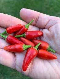 Aji Vegetable Seeds for Planting - 100 pcs