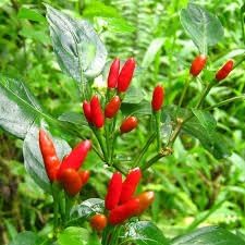 Pequin Bird Pepper Seeds for Planting - 100 pcs