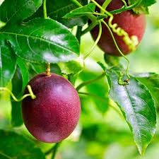 Passion Fruit Seeds for Planting - Grow Your Own Passion Fruit Vines 100 pcs