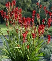 Anigozanthos Flavidus Plant Seeds Heirloom Non GMO Planting - 100