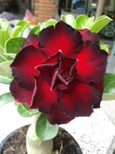 Black Red Adenium Obesum Flower Seeds for Planting - Non GMO seeds