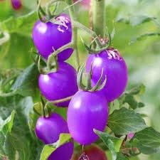 Tomato Seeds for Planting, Violet, 100 pcs