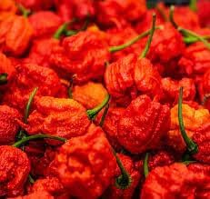 Trinidad Scorpion Pepper Vegetable Seeds for Planting - heirloom & Non-GMO Seeds