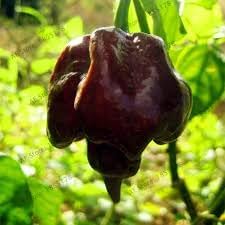 Jamaican Scotch Bonnet Capsicum chinense seeds for garden planting
