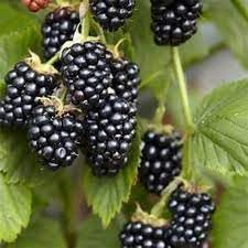 Blackberry Fruit Seed Collection for Sweet, Juicy Berries 100 pcs
