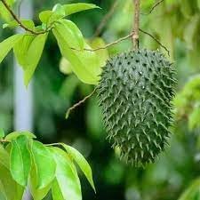 Graviola Guanabana Fruit Seeds, Known for Its Health Benefits and Flavor 100 pcs