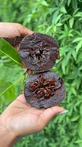 Diospyros Digyna Chocolate Pudding Fruit Seeds, Sweet and Exotic Delight 100 pcs