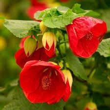 Abutilon Flower Seeds for Planting, 100 pcs