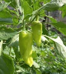 Pepperoncini Capsicum annuum seeds for garden planting