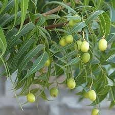 Azadirachta Fruit Seeds for Growing Resilient and Medicinal Trees 100 pcs