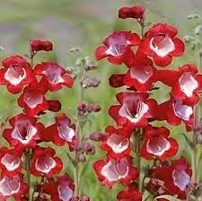 Hartwegi Flower Seeds – Heirloom, Non-GMO, Colorful Ornamental Blooms for Garden Planting