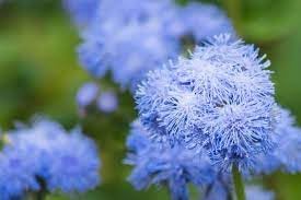 Heirloom Blue Ageratum Flower Seeds for Planting - Beautiful Blooms, Non-GMO garden seeds