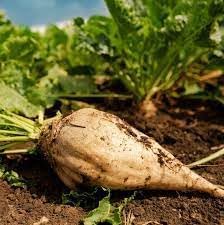 Sugar Beet Plant Seeds for Planting - Cultivating Sweet and Nutrient-Dense Root Vegetables