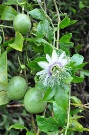 100pcs Edulis Fruit Seeds - Perfect for Cultivating Sweet Edulis Fruits in Your Yard 100 pcs