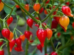 Chupetinha Pepper Seeds for Planting - 100 pcs
