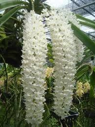Rhynchostylis Retusa Alba Flower Seeds – Heirloom Non-GMO Seeds for Exotic Orchid Garden Planting
