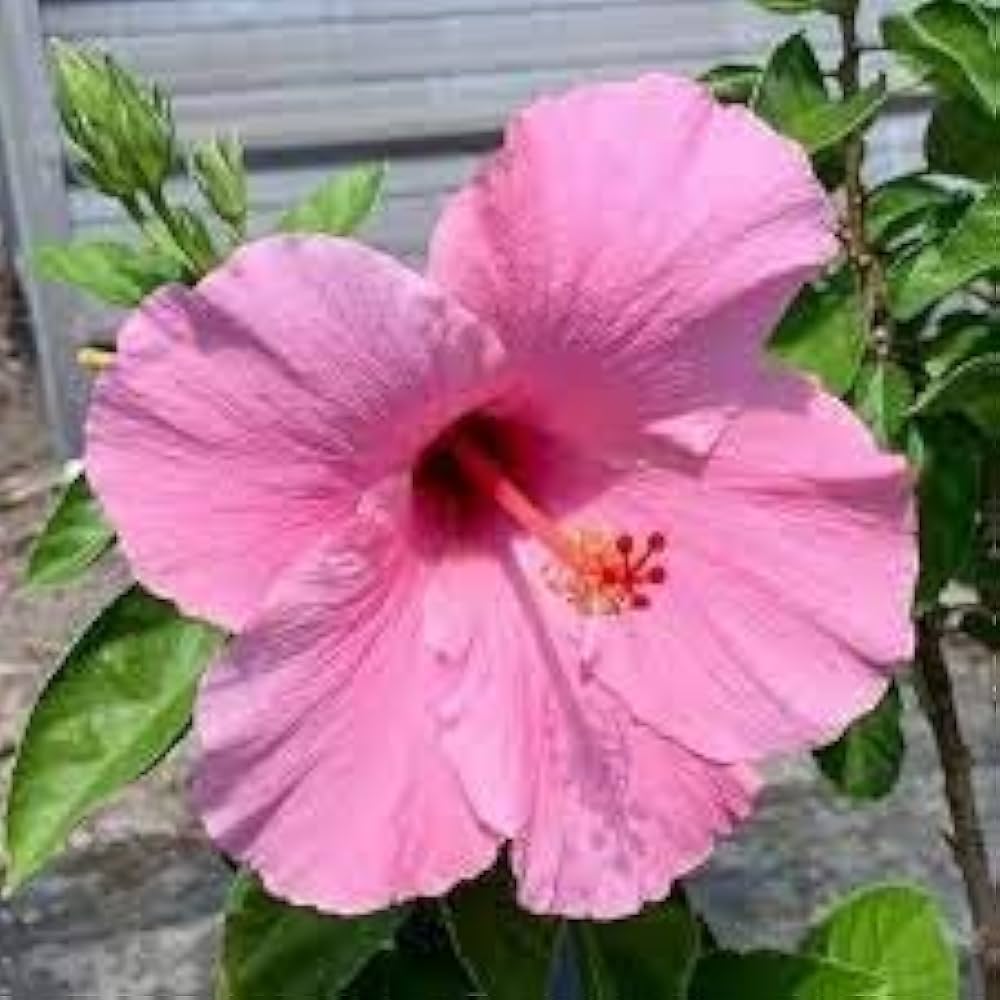 Hibiscus flower pink gray giant seeds for planting in hardy tropical landscapes