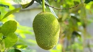 Jack Fruit Seeds for Growing a Large and Flavorful Tropical Fruit Tree 100 pcs
