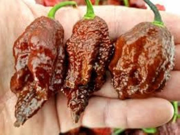 Capsicum Chinense Seeds Chocolate Bhutlah Pepper Seeds for Planting in Kitchen Garden and Containers