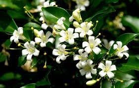 Heirloom Murraya Paniculata Flower Seeds, Non-GMO Fragrant Jasmine Blooms for Garden Planting
