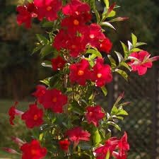 Heirloom Non-GMO Sanderi Flower Seeds for Tropical Ornamental Garden Planting