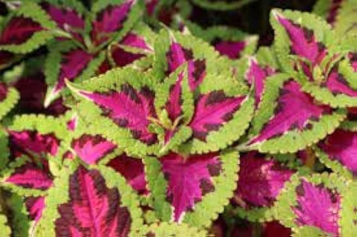 Heirloom Green Pink Coleus Flower Seeds for Planting – Non-GMO, Vibrant Ornamental Foliage Variety