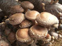 Mushroom Vegetable Seeds for Planting heirloom & Non-GMO Seeds