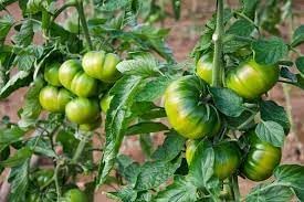 Natoora Vegetable Seeds for Planting, heirloom & Non-GMO Seeds