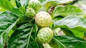 Fresh NONI Fruit Seeds for Gardening - Organic and Easy to Grow 100 pcs