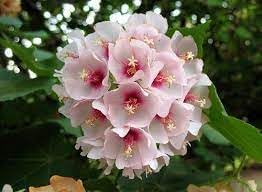 Heirloom Non-GMO Dombeya Bourgassiae Flower Seeds for Planting – Tropical Shrub with Showy Blooms