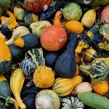 Ornamental Gourd Seeds for Planting - 100 pcs