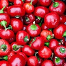 Cherry Pepper Capsicum annuum seeds for garden planting