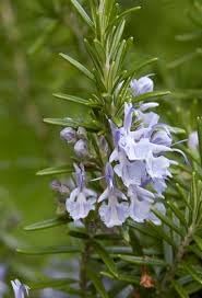 Rosemary Rosmarinus officinalis seeds for planting in herb garden