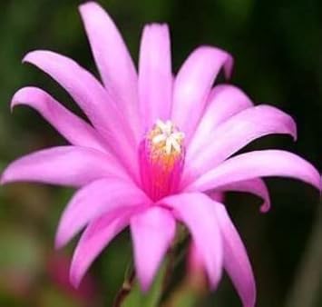 Light Pink Zygocactus Truncatus Flower Seeds for Planting - Non-GMO, Heirloom Garden Seeds