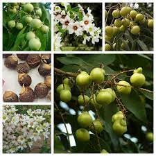 Soapberry Plant Seeds for Planting - Growing Natural Soapberry Trees, Heirloom Seeds, GMO Free