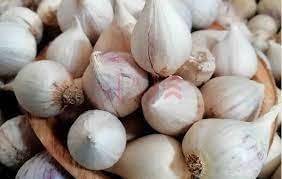 Clove Garlic Allium sativum seeds for garden planting