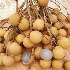 70pcs Longan Fruit Seeds - Grow Exotic Longan Trees for Sweet, Juicy Fruits 100 pcs