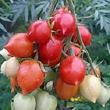 Geranium Kiss Tomato Vegetable Seeds for Planting - Heirloom and Non-GMO Garden Seeds