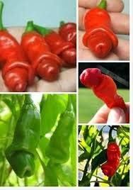 Red Green Chili Capsicum annuum for planting in home garden