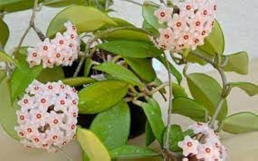 Hoya carnosa orchid ball flower seeds for planting in indoor pots or hanging planters