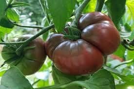 Tomato Seeds for Planting, Dark Maroon, 100 pcs